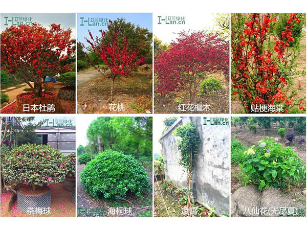 ��ľ�ĳ���������