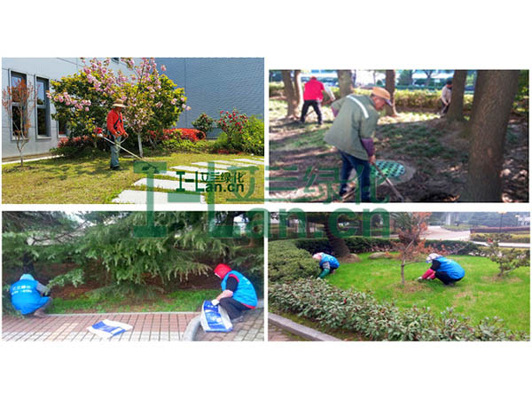 ����ǿ�ȶ�԰����ľ�ɳ�������Ӱ��